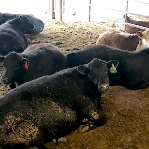 Cows in a barn