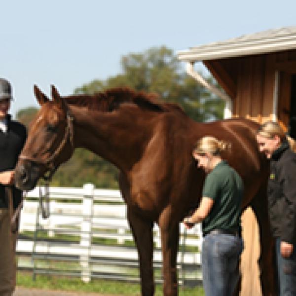 Students care for a horse