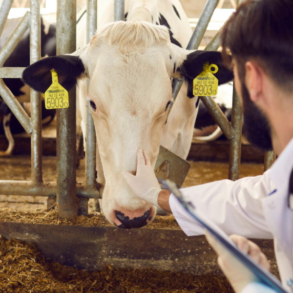 A dairy industry worker is in agricultural attire petting a cow. 