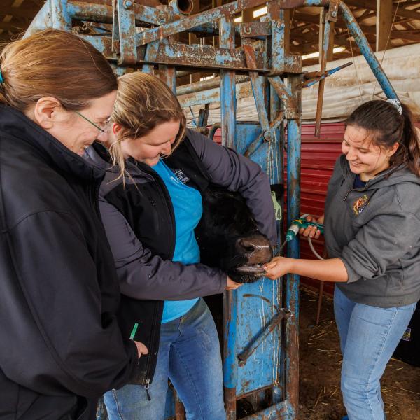 Three students are working in the barn with dairy cows, and professor Joanne Powell. 