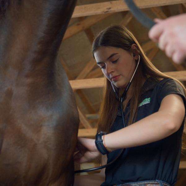 A student is working hands-on with a horse, wearing a stethoscope. 