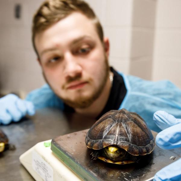 A student is in the small animal science lab putting a turtle on a scale. 