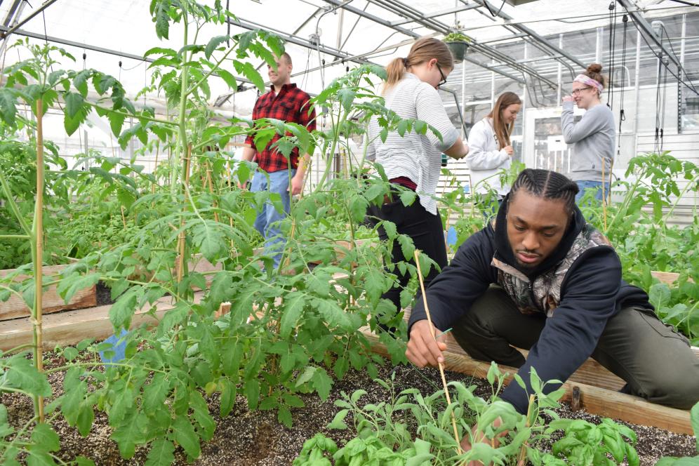 Students are in the greenhouse working with crop. 